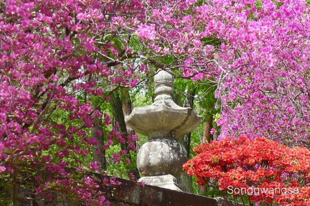 Hình ảnh mùa Xuân- Hạ Tòng Quảng Tự Cổ Tự, Hàn Quốc