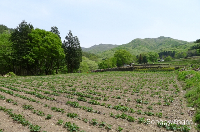 Hình ảnh mùa Xuân- Hạ Tòng Quảng Tự Cổ Tự, Hàn Quốc