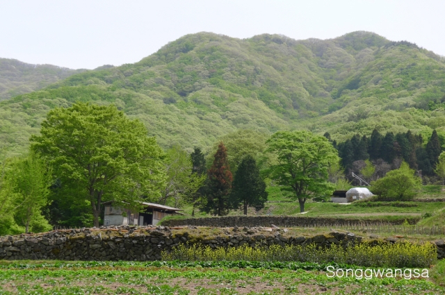 Hình ảnh mùa Xuân- Hạ Tòng Quảng Tự Cổ Tự, Hàn Quốc