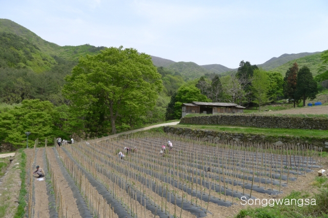 Hình ảnh mùa Xuân- Hạ Tòng Quảng Tự Cổ Tự, Hàn Quốc