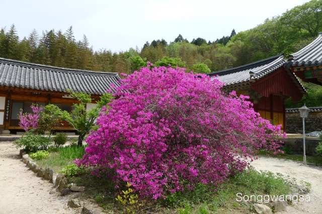 Hình ảnh mùa Xuân- Hạ Tòng Quảng Tự Cổ Tự, Hàn Quốc