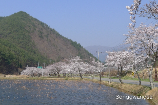 Hình ảnh mùa Xuân- Hạ Tòng Quảng Tự Cổ Tự, Hàn Quốc