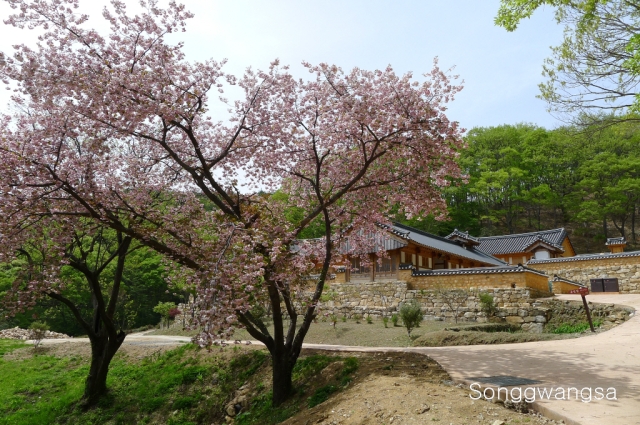 Hình ảnh mùa Xuân- Hạ Tòng Quảng Tự Cổ Tự, Hàn Quốc