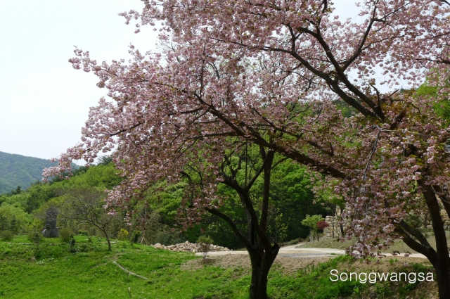 Hình ảnh mùa Xuân- Hạ Tòng Quảng Tự Cổ Tự, Hàn Quốc