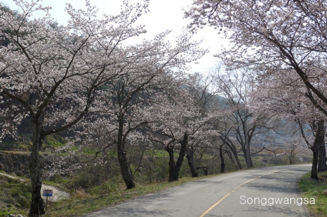Hình ảnh mùa Xuân- Hạ Tòng Quảng Tự Cổ Tự, Hàn Quốc