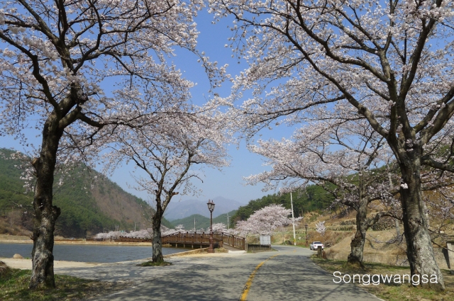 Hình ảnh mùa Xuân- Hạ Tòng Quảng Tự Cổ Tự, Hàn Quốc