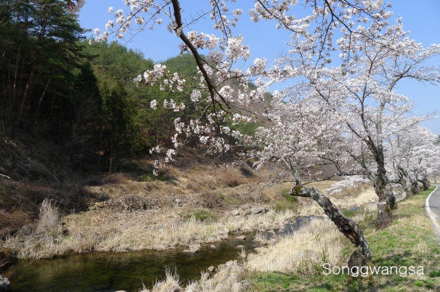 Hình ảnh mùa Xuân- Hạ Tòng Quảng Tự Cổ Tự, Hàn Quốc