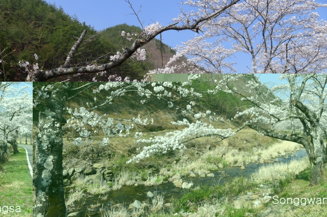 Hình ảnh mùa Xuân- Hạ Tòng Quảng Tự Cổ Tự, Hàn Quốc