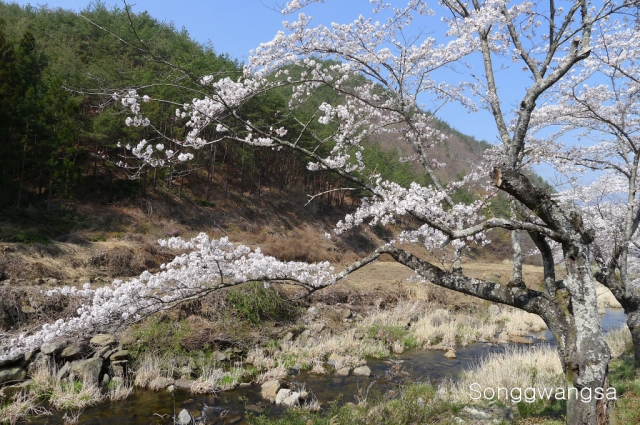Hình ảnh mùa Xuân- Hạ Tòng Quảng Tự Cổ Tự, Hàn Quốc