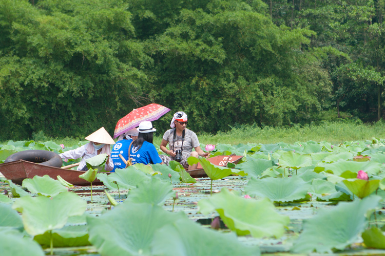 Mùa hoa sen ở hồ Quan Sơn