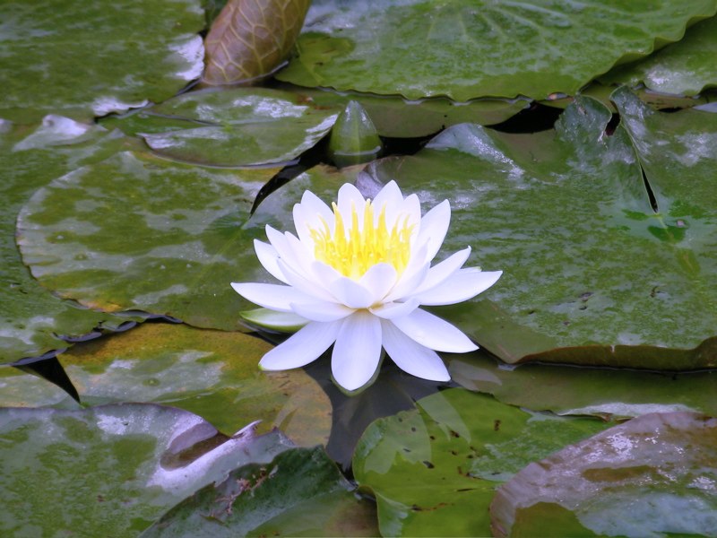 Đại Nguyên Tự, Hàn Quốc nơi tìm hiểu Mật Tông