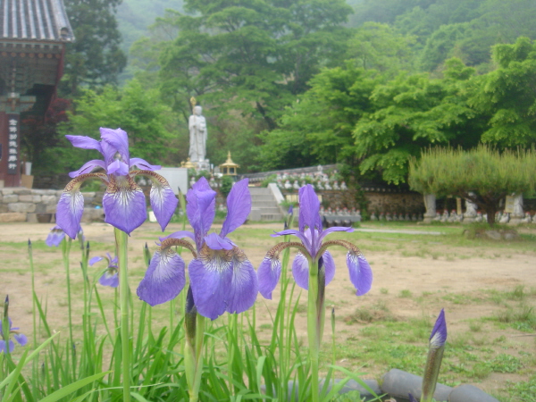 Đại Nguyên Tự, Hàn Quốc nơi tìm hiểu Mật Tông