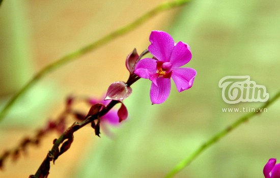 Đầu năm vãn cảnh chùa Tây Phương