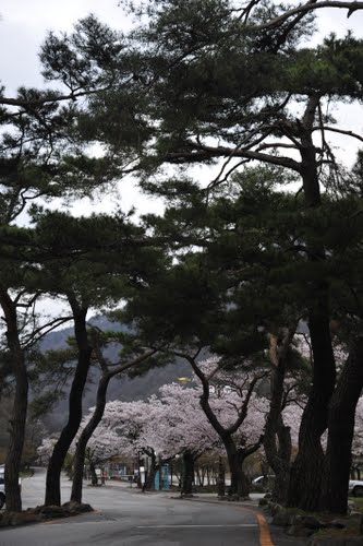 Bạch Dương Cổ Tự (백양사 -白羊寺) với núi rừng đẹp
