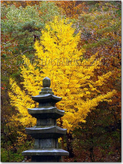Bạch Dương Cổ Tự (백양사 -白羊寺) với núi rừng đẹp