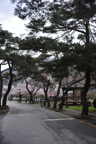 Bạch Dương Cổ Tự (백양사 -白羊寺) với núi rừng đẹp