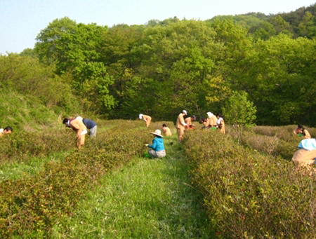 Hàm Nguyệt Sơn Kỳ Lâm Cổ Tự, Hàn Quốc