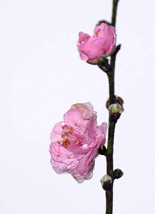 Hành hương về Tây Yên Tử