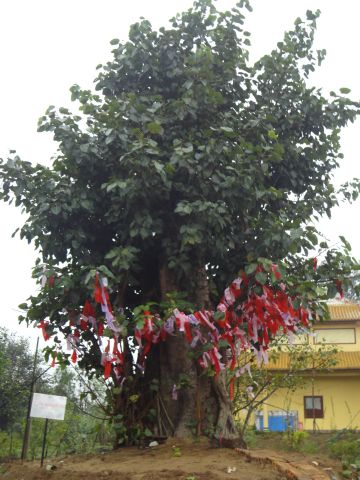 Thanh Hóa: Chùa Khánh Long mang đến cho bà con một mùa xuân như ý