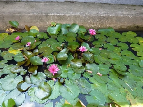 &#039;Ninh Phúc Thiền Tự&#039;: Vươn thẳng trời cao