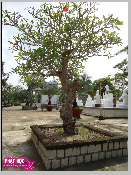 Phật Tích Tòng Lâm vẻ đẹp diệu kỳ