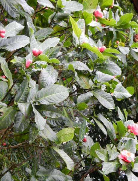 Đầu năm du xuân về thiền viện Trúc Lâm Tây Thiên