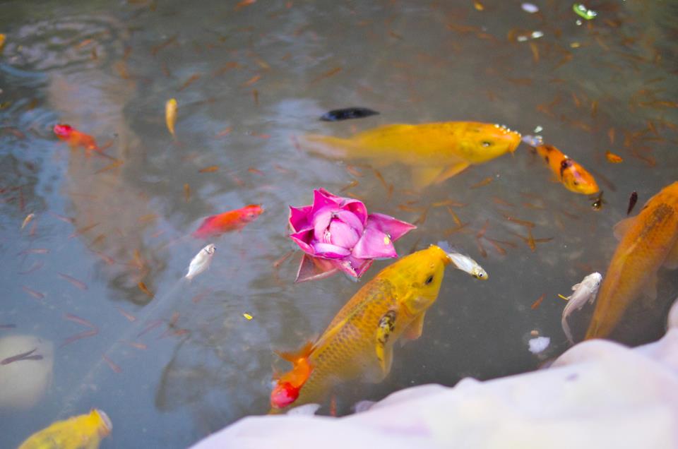 Dư âm vang vọng đại Trai đàn chẩn tế chùa Việt Nam Quốc Tự