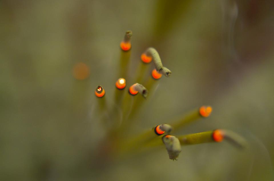 Dư âm vang vọng đại Trai đàn chẩn tế chùa Việt Nam Quốc Tự