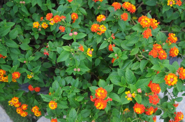 Củ Chi: Tịnh viện Pháp Hạnh long trọng tổ chức đại lễ Khánh đản