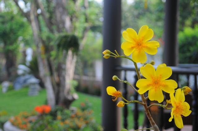 Củ Chi: Tịnh viện Pháp Hạnh long trọng tổ chức đại lễ Khánh đản