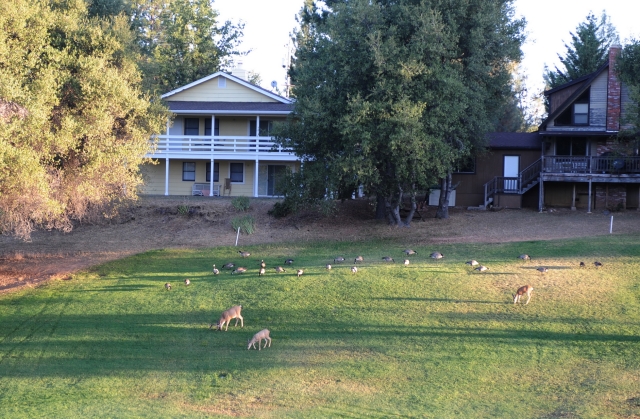 Chùa Phổ Từ tổ chức hành hương và tham quan công viên quốc gia Yosemite, California