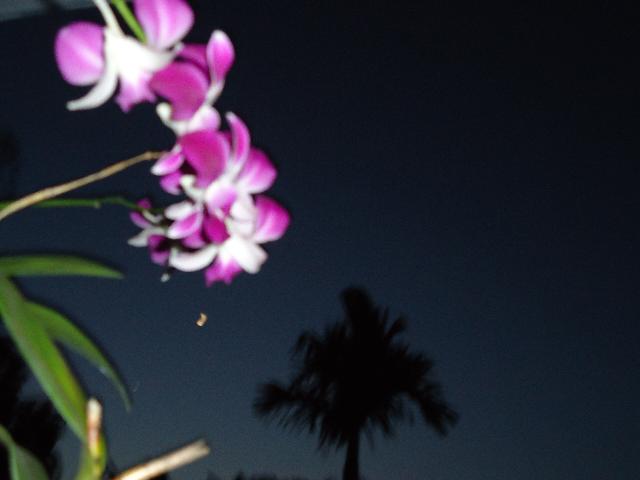 Tâm Bình Thế Giới Bình