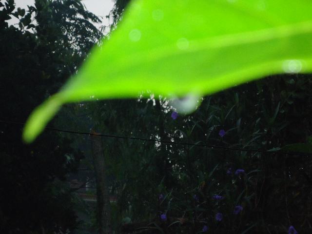 Hạnh Môi Trường