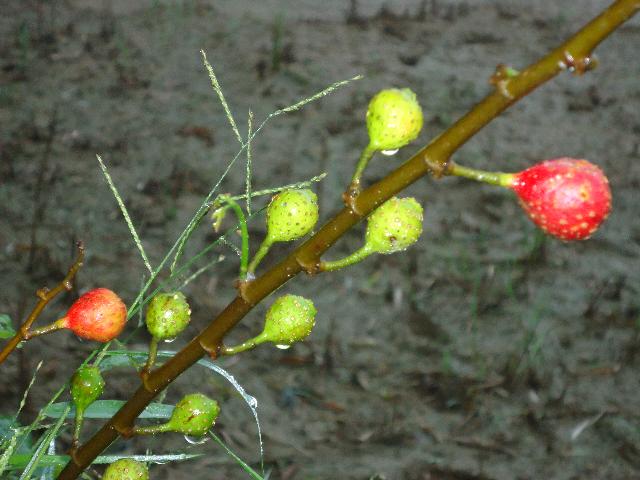 Hạnh Môi Trường