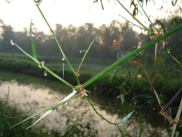 Hạnh Môi Trường