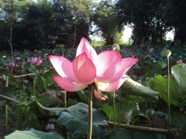 Thơ Đường Luật