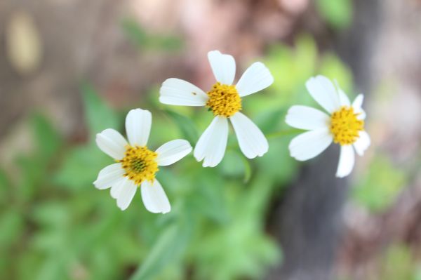 Đắc Lắc: Khởi động khóa tu mùa hè “Thiện Tài Đồng Tử” lần IV