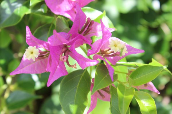 Đắc Lắc: Khởi động khóa tu mùa hè “Thiện Tài Đồng Tử” lần IV