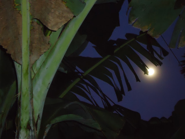 Tự Tánh