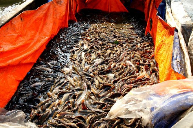 HỘI 14 CHỮ : PHÓNG SINH – TỪ THIỆN – HOA ĐĂNG – TU HỌC