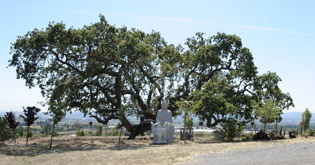 California: Chùm Ảnh Đón Mừng Đại Lễ Phật Đản PL 2559 Ở Một Số Chùa