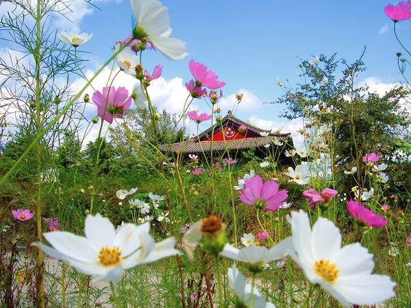 Hàn Quốc: Chùm ảnh hoa Vũ Trụ