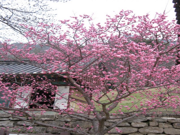 Hàn Quốc: Chùm ảnh ngôi Già lam Cổ Tự Naesosa tỉnh Jeollabuk-do