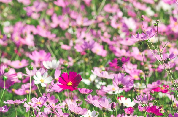 Hàn Quốc: Chùm ảnh hoa Vũ Trụ