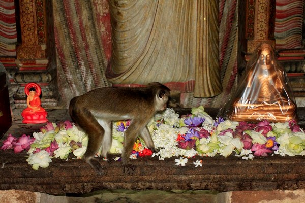 Chùm ảnh Danh lam Cổ tự Dambulla hang động huyền bí SriLanka