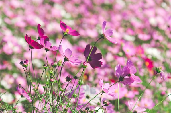 Hàn Quốc: Chùm ảnh hoa Vũ Trụ