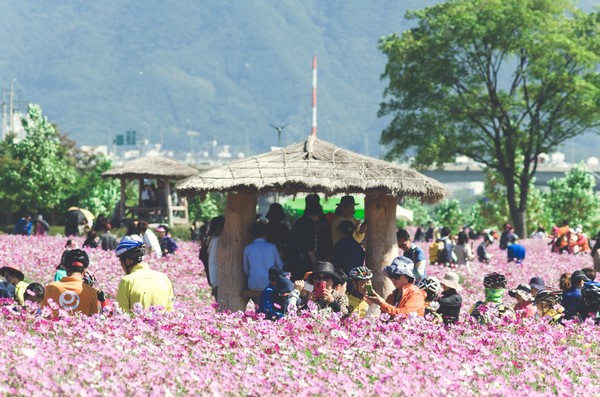 Hàn Quốc: Chùm ảnh hoa Vũ Trụ