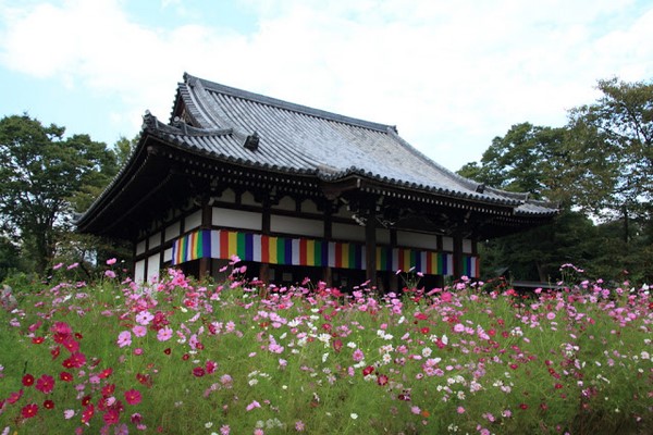 Hàn Quốc: Chùm ảnh hoa Vũ Trụ