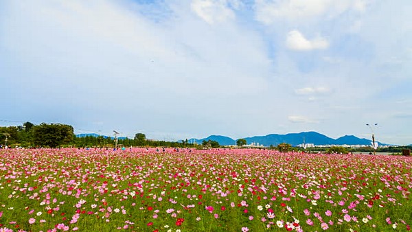 Hàn Quốc: Chùm ảnh hoa Vũ Trụ