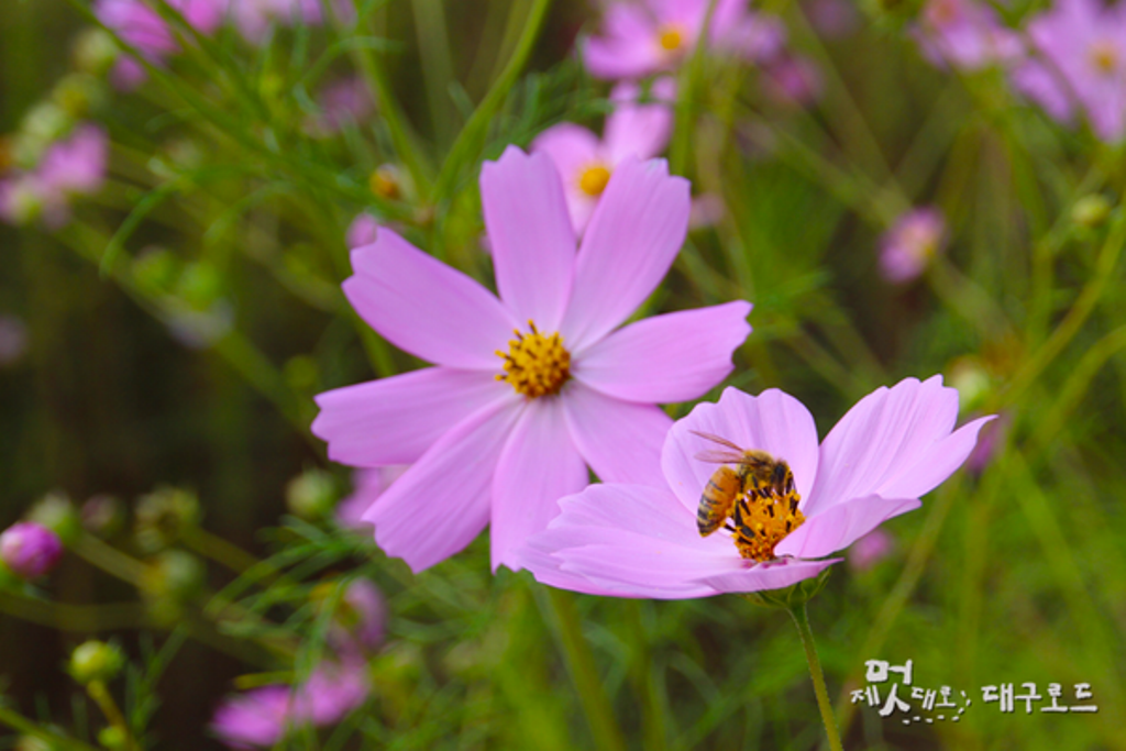 Hàn Quốc: Chùm ảnh hoa Vũ Trụ